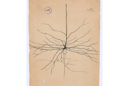 This is a pyramidal neuron, so named for the pyramid-shaped body at the center of this drawing, from the cerebral cortex of a human. This outermost layer of the brain integrates information from sensory organs, commands movements and is the hub for higher brain functions, such as consciousness. In his drawing, Cajal gives the branches or dendrites different weights to show how the neuron extends in three-dimensional space. It’s likely that this represents a sort of idealized portrait of a pyramidal neuron, a synthesis of many observations.