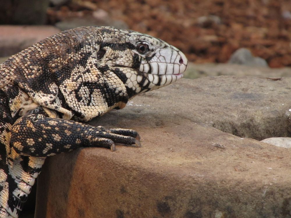 A close-up of a black-and-white tegu sitting on a rock