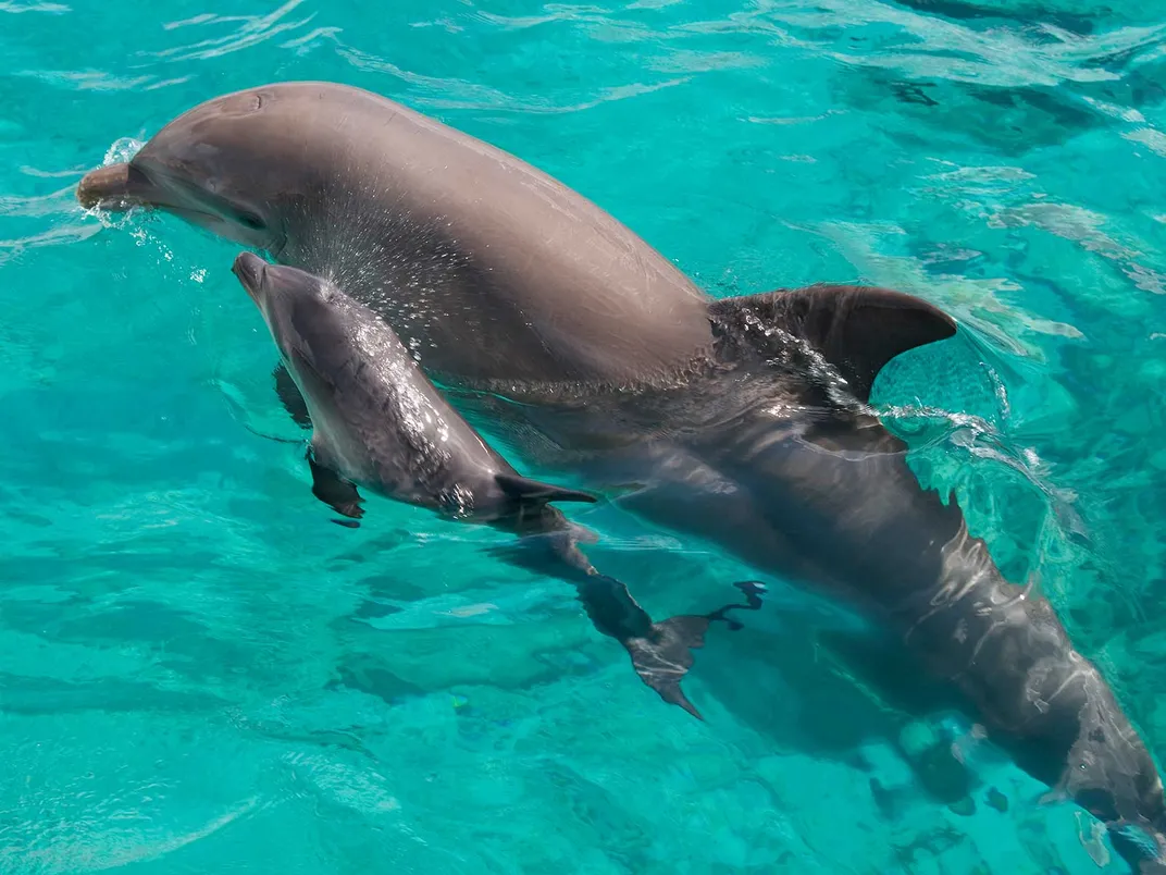 Dolphin Mother and Calf