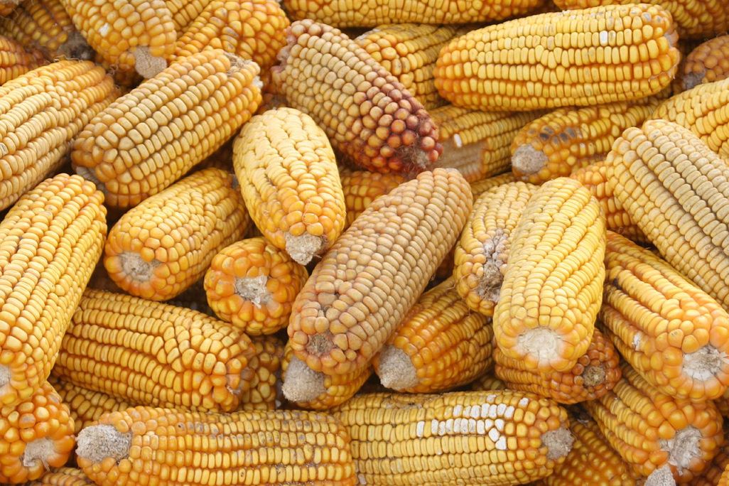 Corn