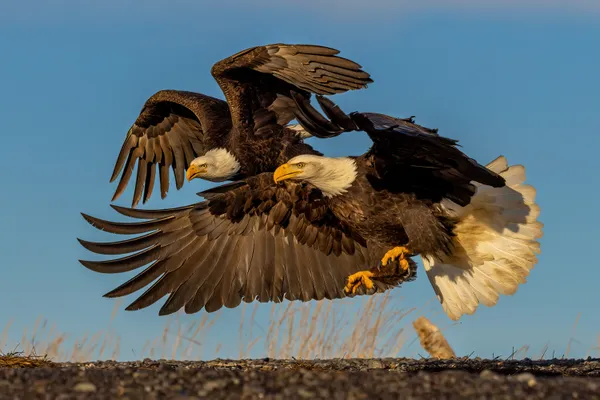 Bald eagles soaring in Alaska. thumbnail