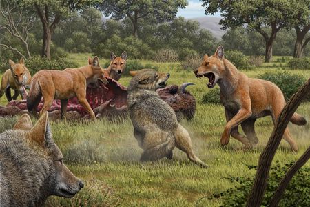 All modern dogs are descended from a wolf species that when extinct around 15,000 years ago. Grey wolves, pictured here fighting for food with now extinct dire wolves (red), are dogs’ closest living relative. (Art by Mauricio Antón)