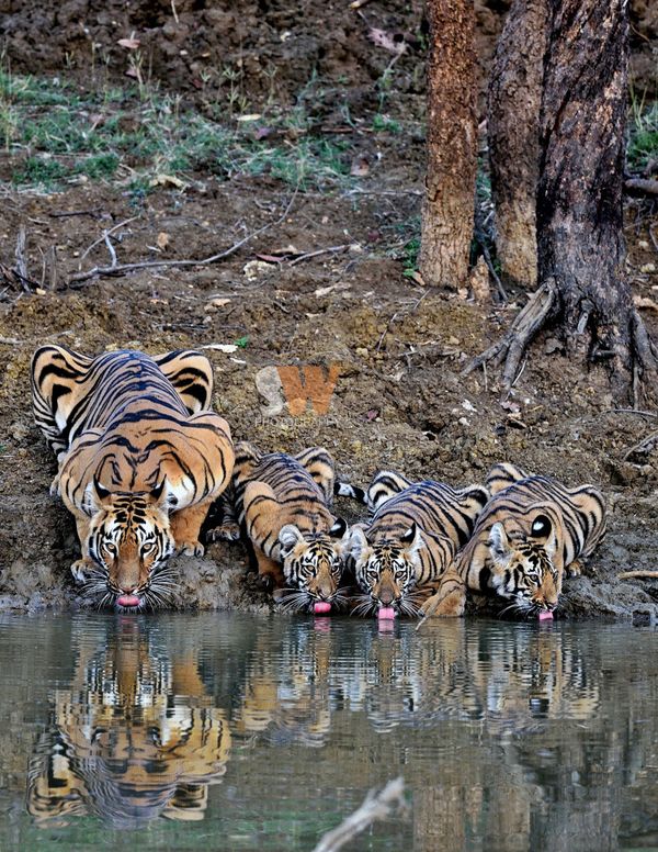 Tigress with three cubs drinking water. thumbnail