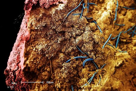 Nematodes (blue) wiggle inside a stalactite from a South African gold mine in this image taken with a microscope.