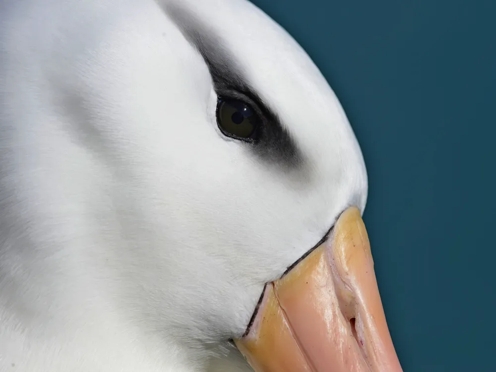 a close-up of the side of an albatross's head, featuring its dark feathers around the eye that look like a black eyebrow