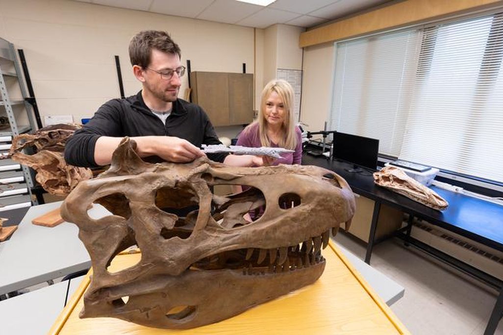 a man measuring a fossil dinosaur head with a female researcher standing behind