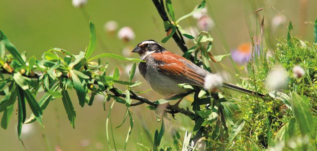 Tibetan bunting