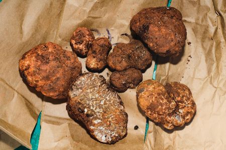 Freshly gathered truffles at Burwell Farms are the fruit of
a bold collaboration—and a proprietary cultivation technique.