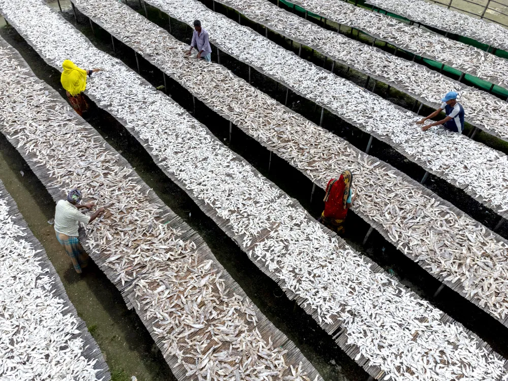 Workers are busy drying fish under the sunlight. They cut and clean the fishes, add salt and then dry them on a bamboo platform in the sun for four to five days. After the fishes are properly dried, they are packaged and sold out.
