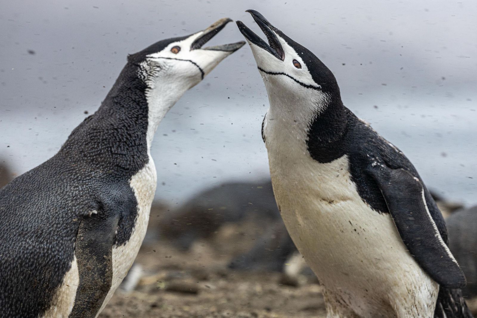 One of the World’s Largest Chinstrap Penguin Colonies Is Shrinking Fast