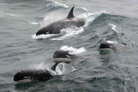 Researchers crossed paths with a pod of Type D whales during a January expedition 