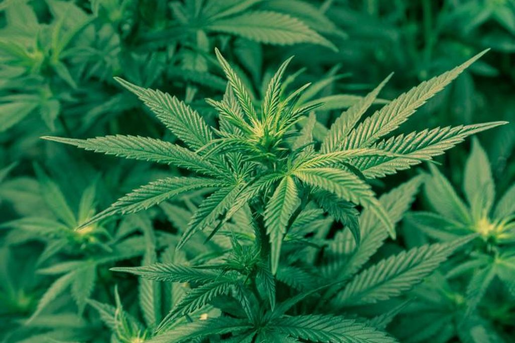 Lemon weed