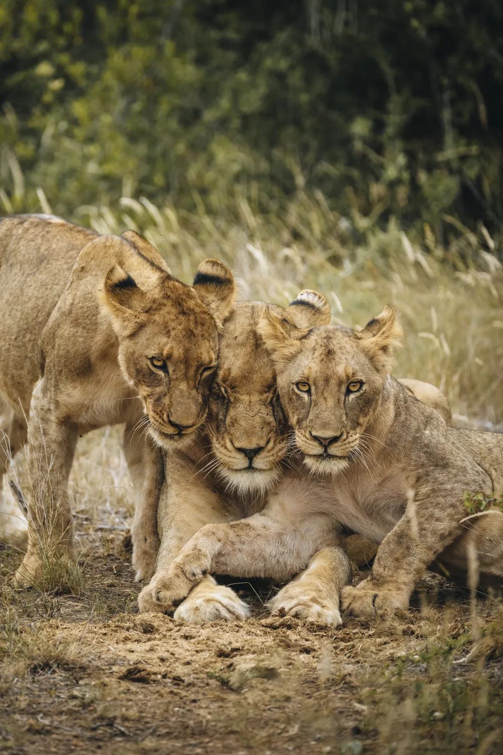 After feasting on a recent kill two cubs wander over to their resting mother. Where they take time to show their affection. 
While shooting this pride I was really able to see and document the bonds that are shared between pride members. I was drawn to this photo as it showed these bonds but also showed the constant awareness lions have of their surroundings. While these cubs might be having a relaxing moment they are still acutely aware of our presence.