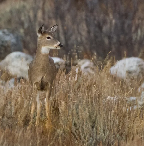 One night stand in Montana thumbnail