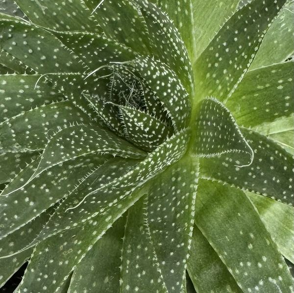 Green Polka Dotted Cactus thumbnail