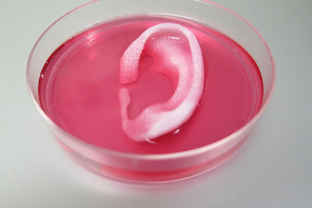 3D Ear