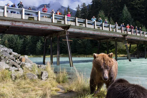 Alaskan Bear Tourism  thumbnail