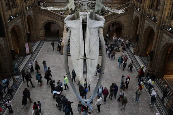 Under the Giant Blue Whale thumbnail