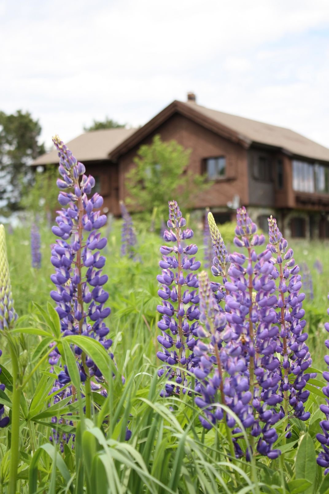 Lupine Festival in New Hampshire Smithsonian Photo Contest