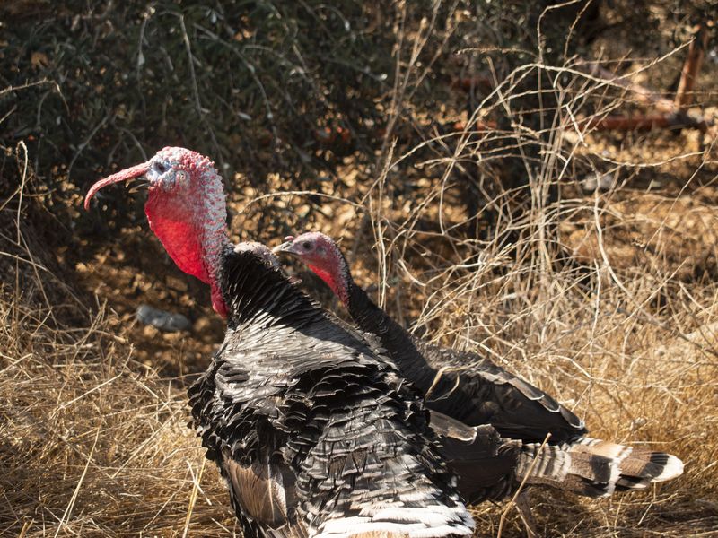 Turkeys' frozen moment Smithsonian Photo Contest Smithsonian Magazine