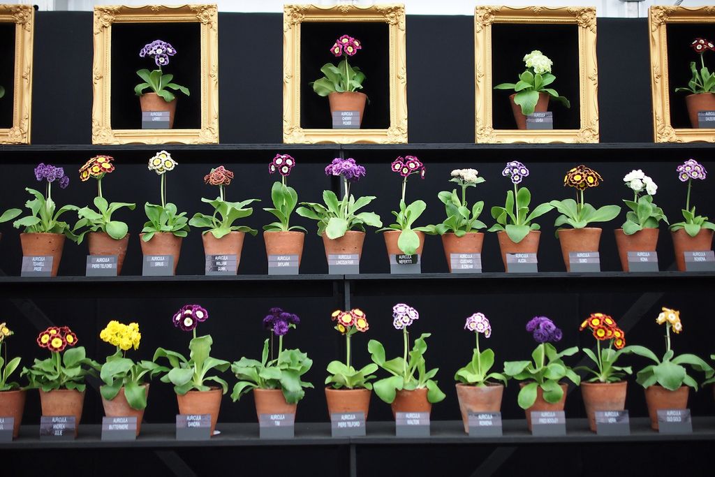 Chelsea Flower Show
