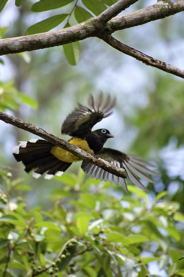 A Black-headed Trogon thumbnail