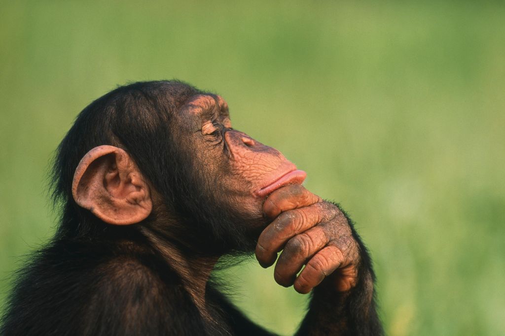 Chimpanzee