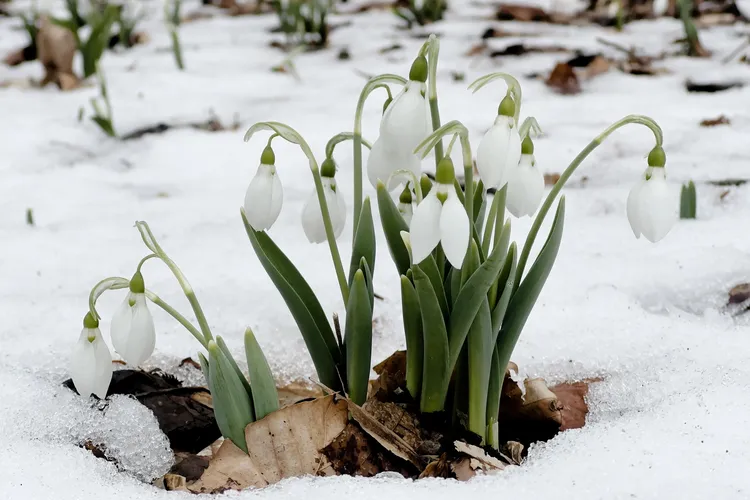 Snowdrops can push through snow and icy ground to bloom in winter, bringing their blossoms to the largely dormant landscape.