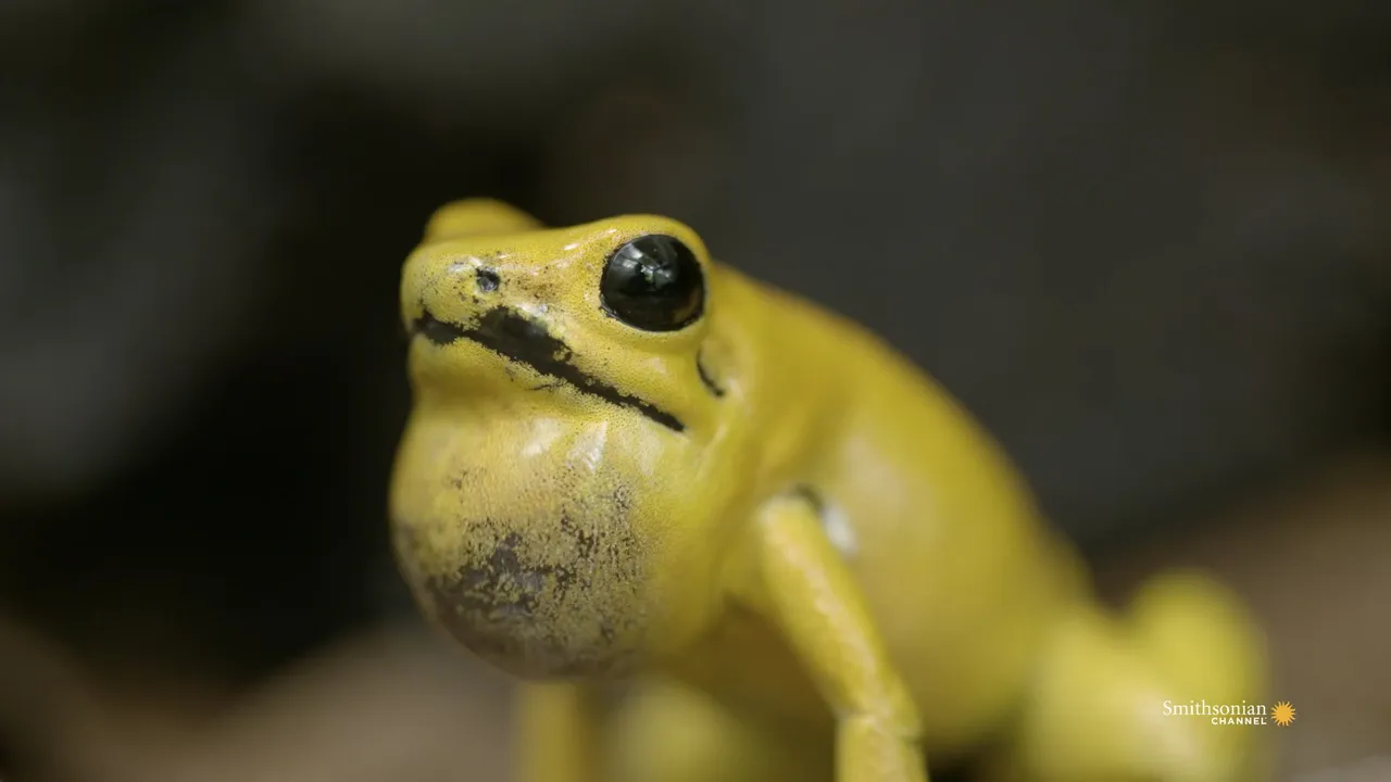 Preview thumbnail for The Most Toxic Frog Has a Beautiful Singing Voice