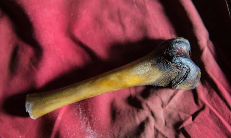Yeti Bone