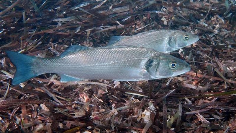 Ocean Acidification Is Frying Fish's Sense of Smell