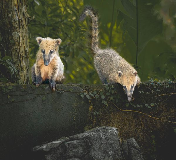 Two coatis by the roadside. thumbnail