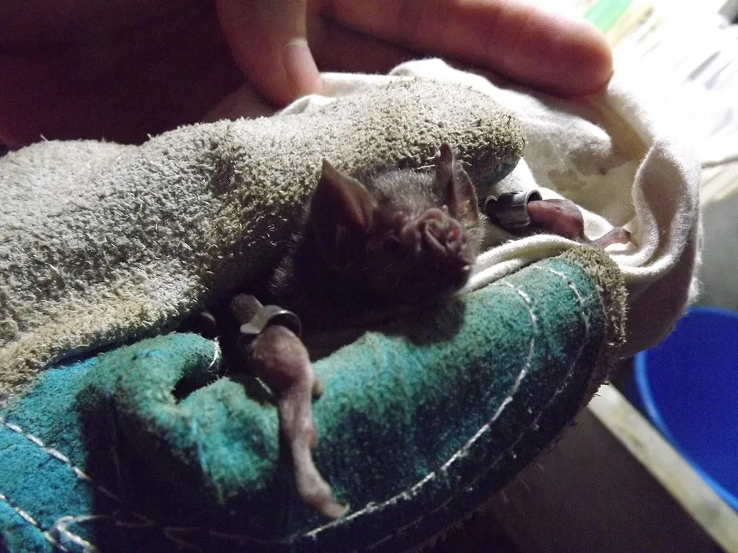 Shiny, the captive bat