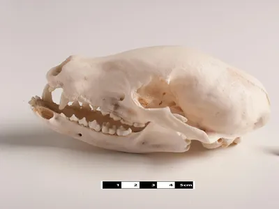 Specimen of a dog skull
