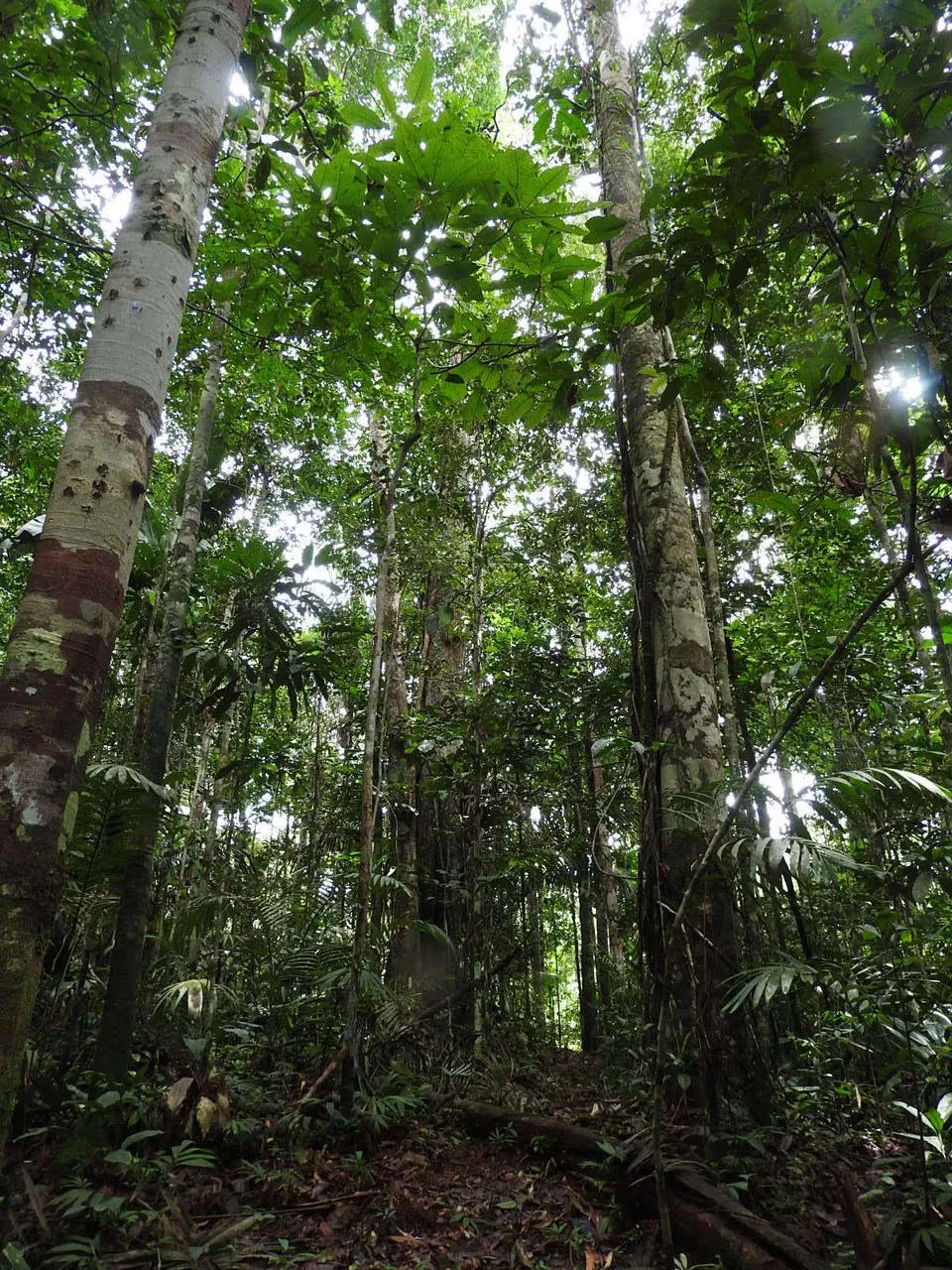 Amazon Basin Forest