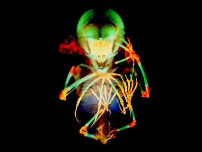 Skeleton preparation of a short-tailed fruit bat embryo (Carollia perspicillata) photographed by Dr. Dorit Hockman & Dr. Vanessa Chong-Morrison of the University of Cape Town.