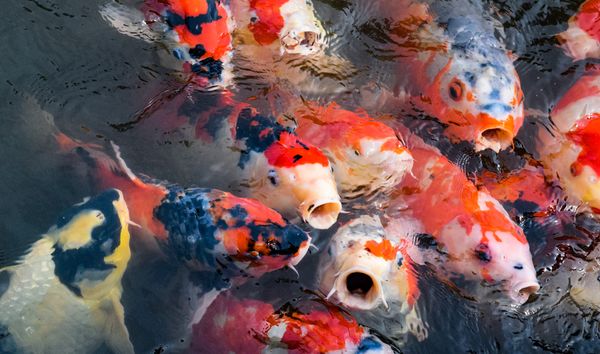 Koi Fish thumbnail