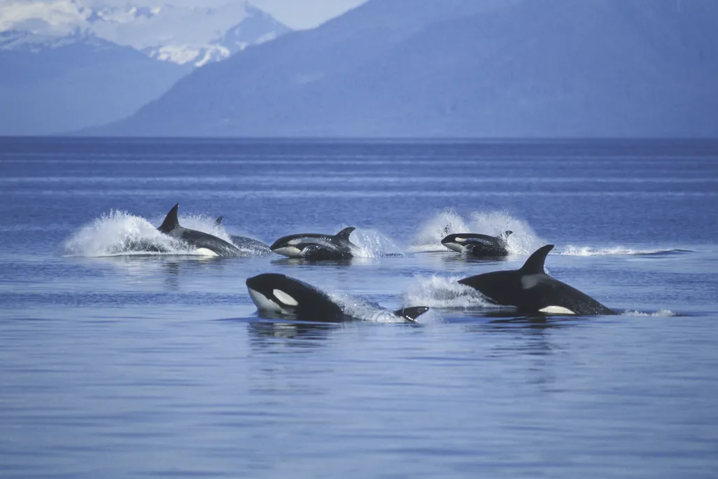 Pod of orcas surfacing in blue water with mountain backdrop