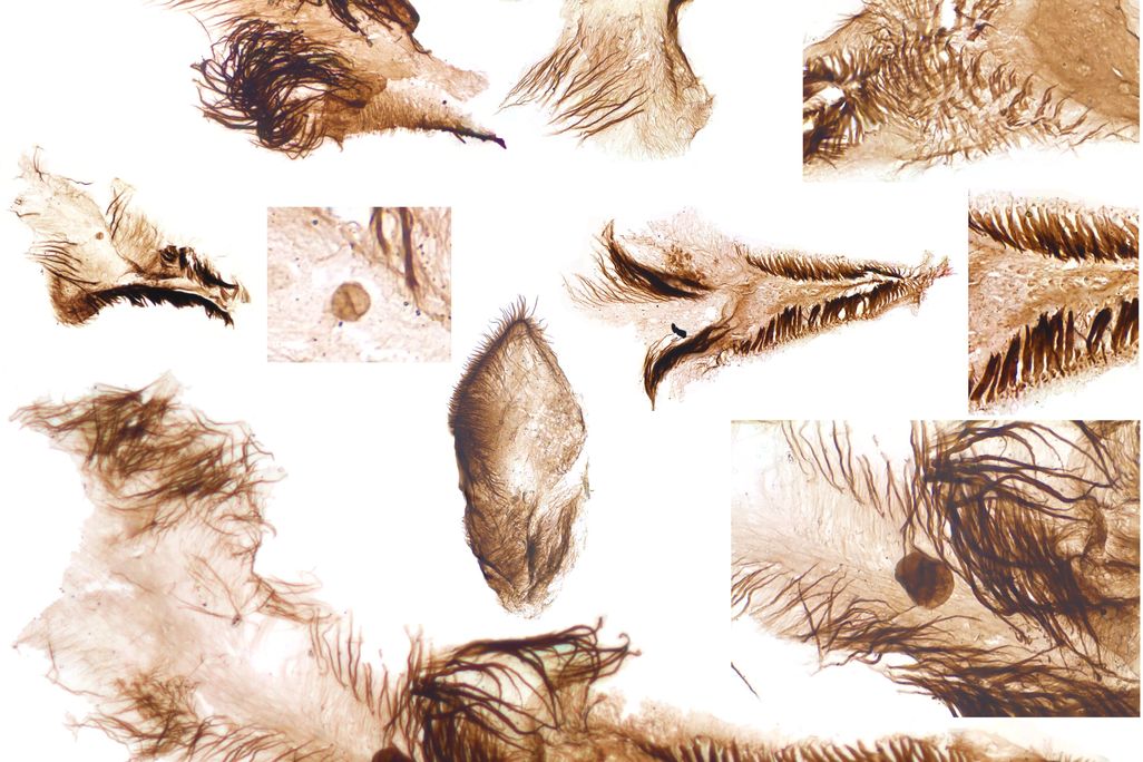 image of fossils found at the site