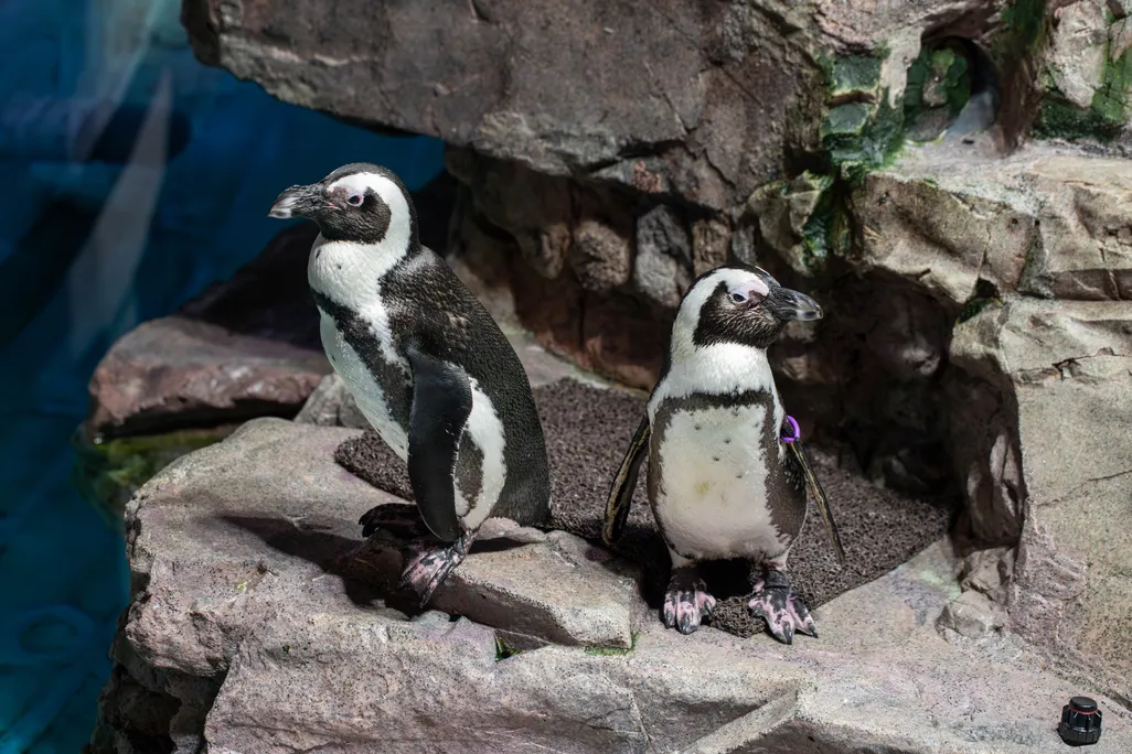 Two small penguins on a rock
