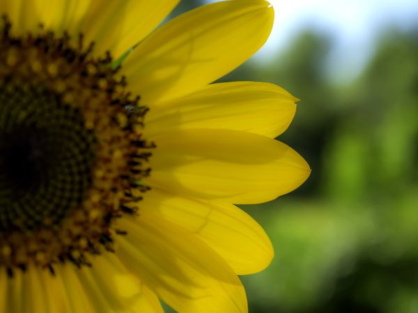 Sunflower with Summer Sunlight thumbnail