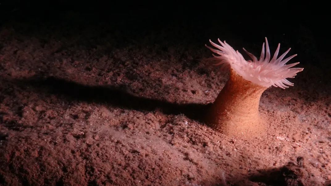 light orange and pink sea anemone illuminated on the dark seafloor