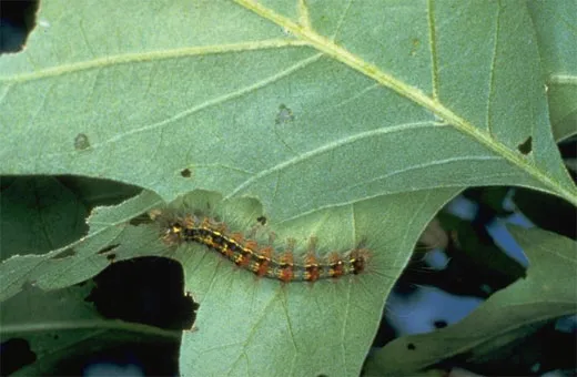 gypsy_larva.jpg