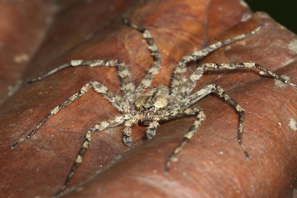 spiderglider