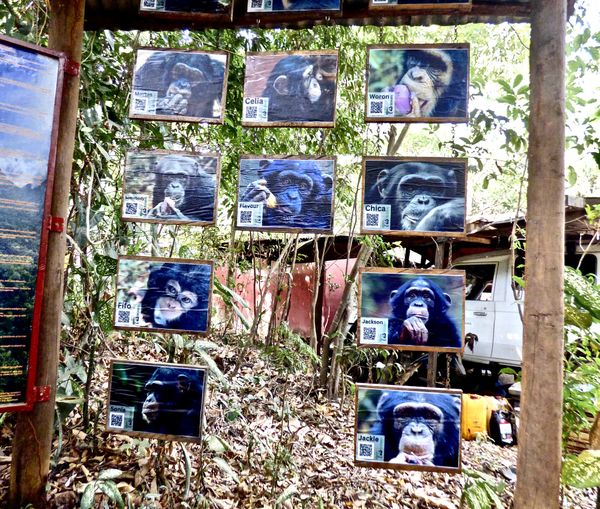 Of All Things, a Great Big Directory Sign of Chimpanzee Faces! QR Codes Included! thumbnail