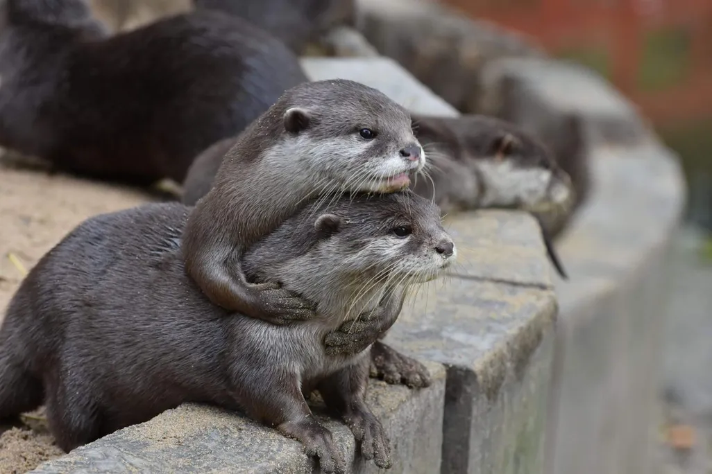 Two otters sit on a rock wall; one has its arms wrapped around the other and leans its head on top of the other's head
