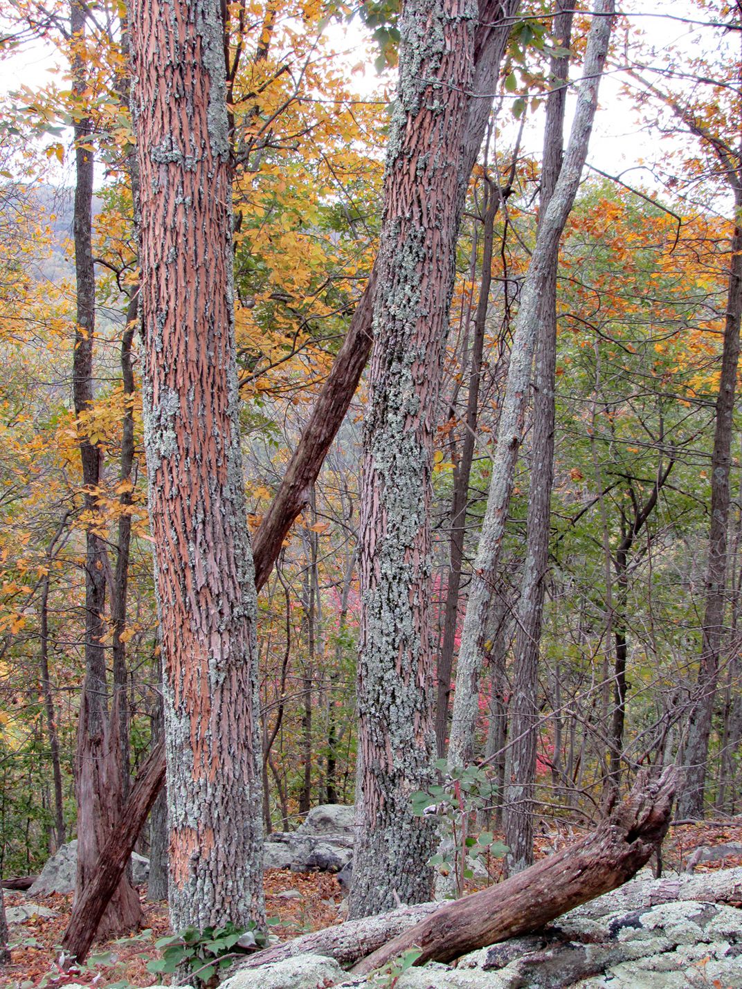 Ash trees