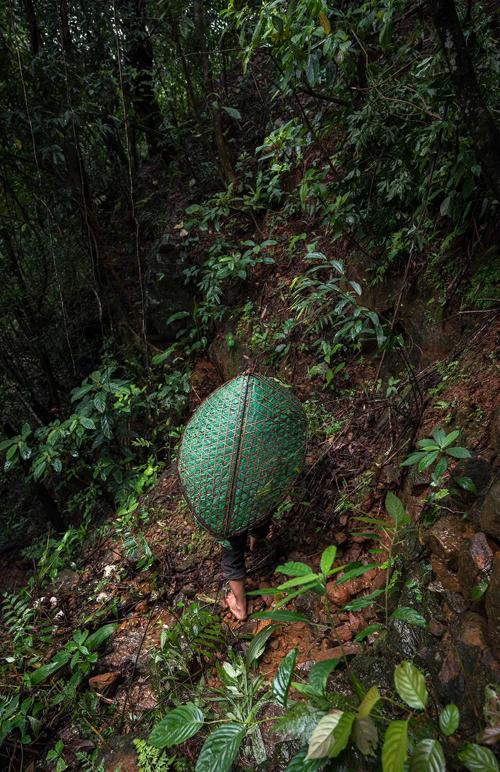 In One of the Wettest Places on the Planet, Indigenous People Build Bridges and Ladders Out of Living Tree Roots