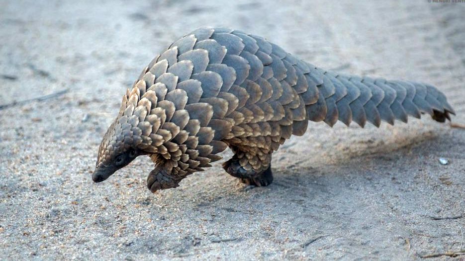 Cowboy Boots Purchased in the U.S. Played Part in Pangolins’ Decline