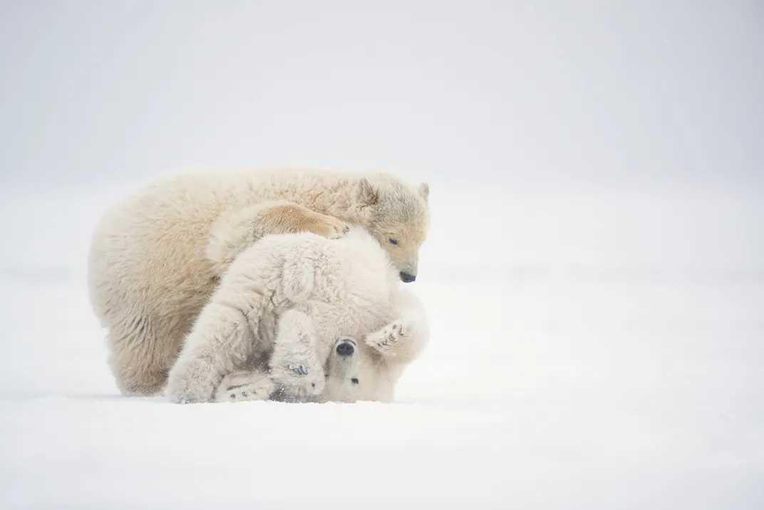 Polar Cubs